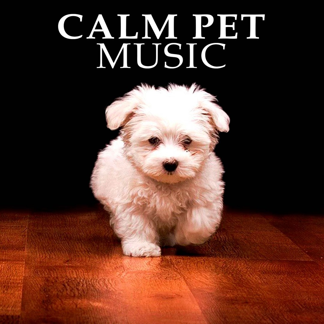 does music help calm a puppy